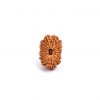 Seventeen Mukhi Rudraksha from Nepal