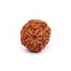 Nine Mukhi Rudraksha from Java