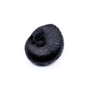 Laxmi Ganesh Shaligram Shila