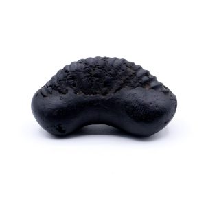 Ganesh Shaligram Shila